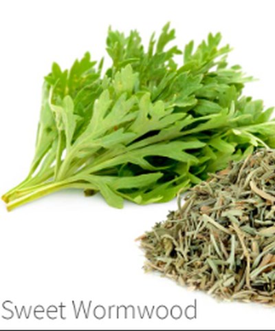 Sweet wormwood - Artemisia